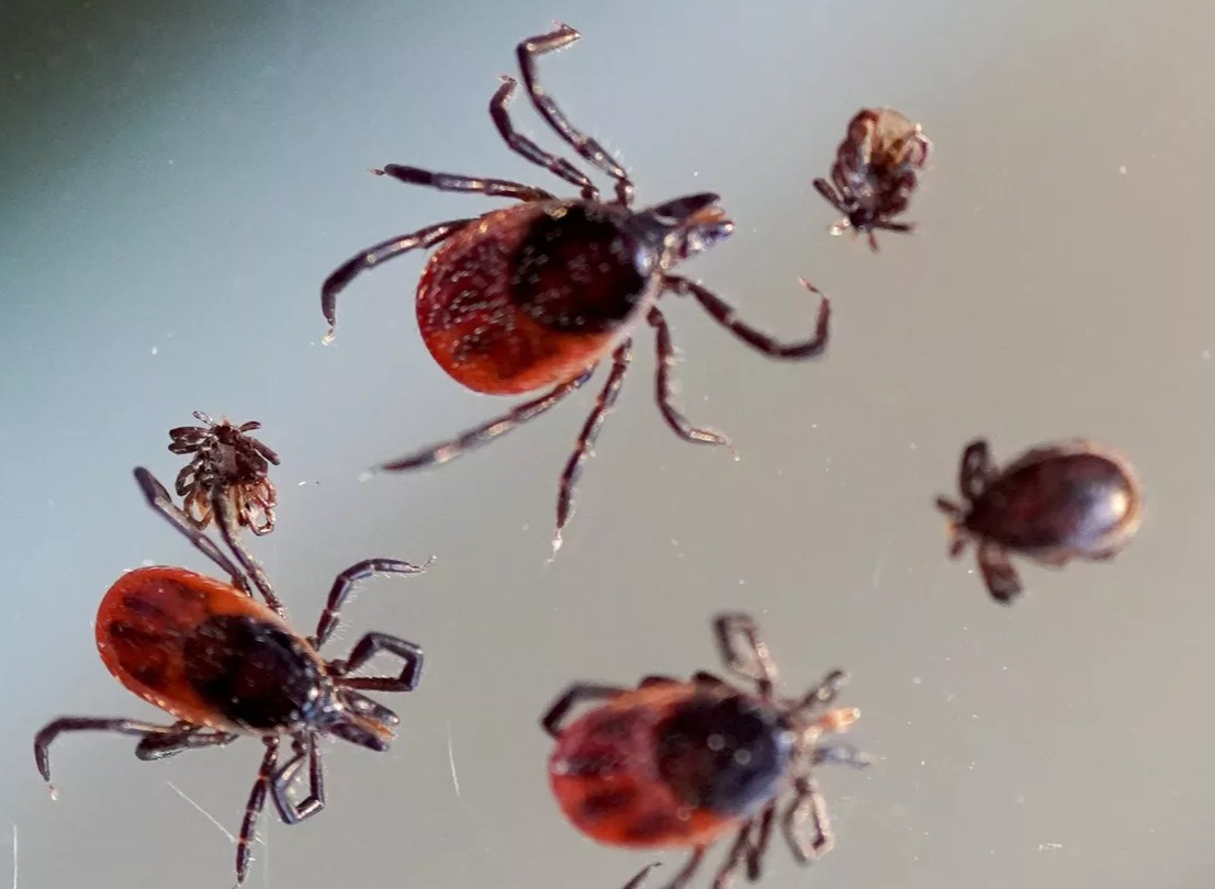 Россиян ждёт раннее нашествие насекомых, предупреждают учёные