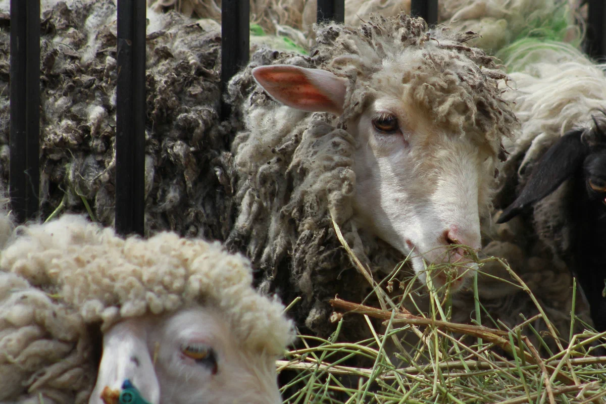 Для убоя жертвенных животных в Казани оборудуют 18 площадок