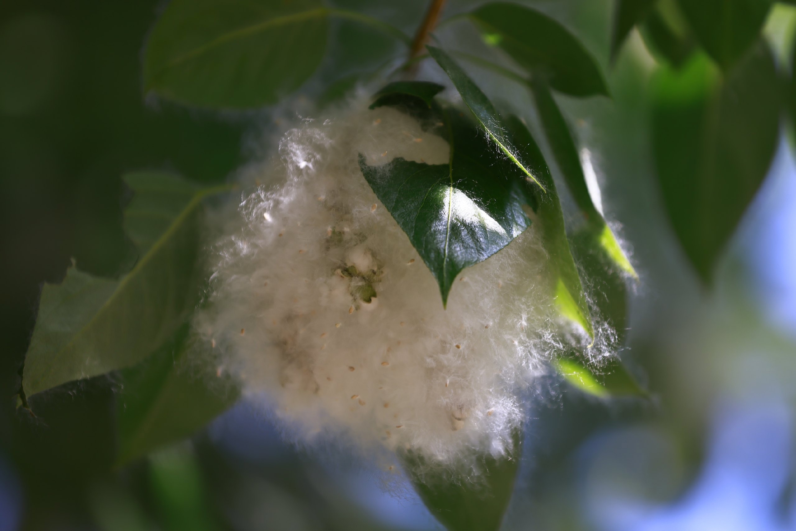 Отправлять весной на удаленку россиян с аллергией призвал депутат