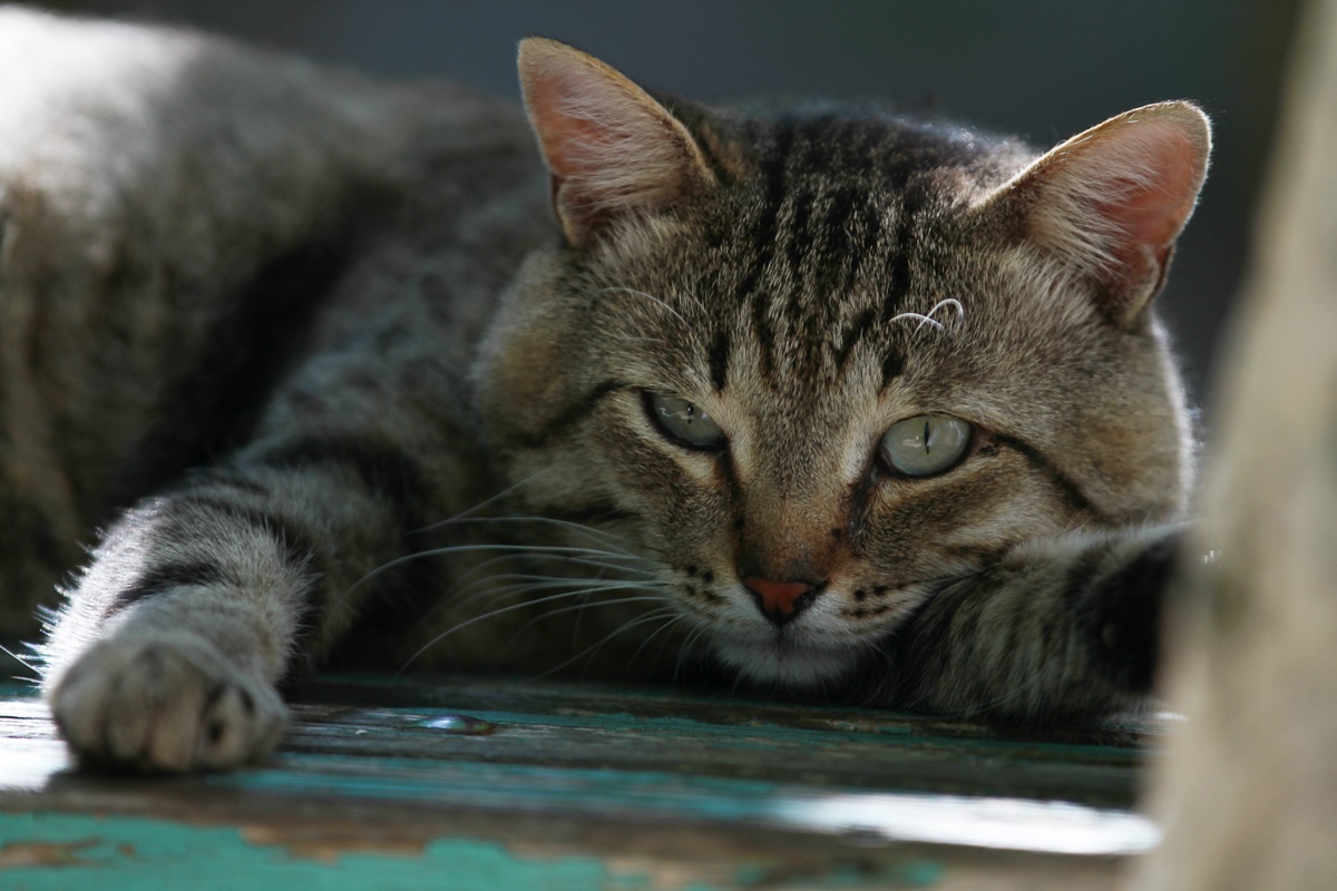 Власти Татарстана введут ограничение на число питомцев в квартирах