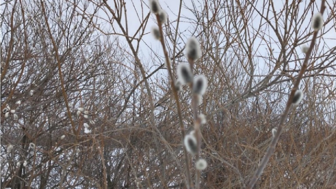 В Татарстане расцвела верба