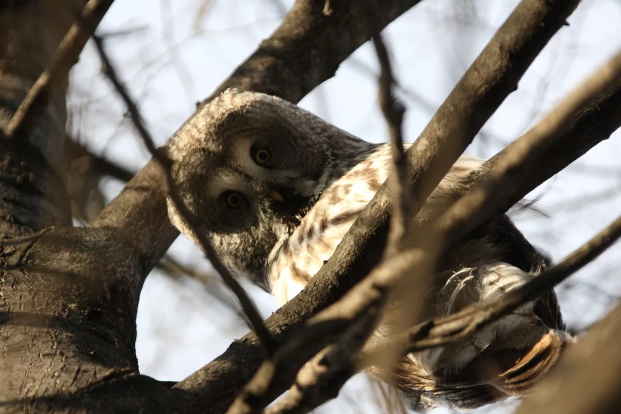 В казанском зооботсаду появились новые жители