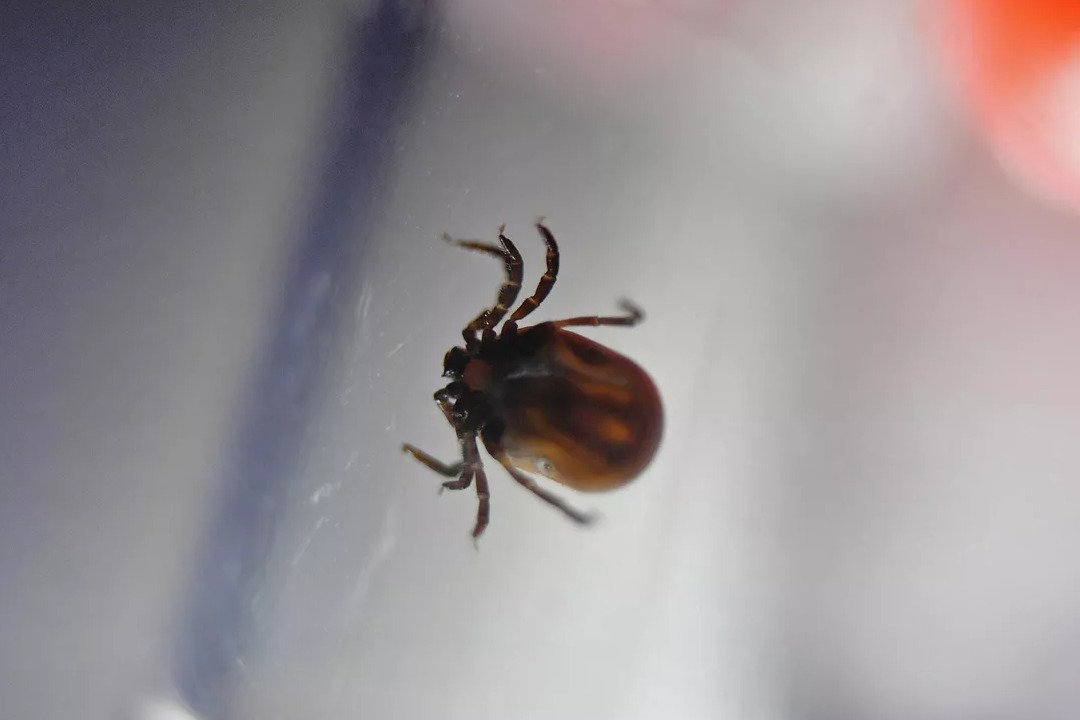Опасны ли «клещи-мутанты» в средней полосе России, раскрыл Роспотребнадзор