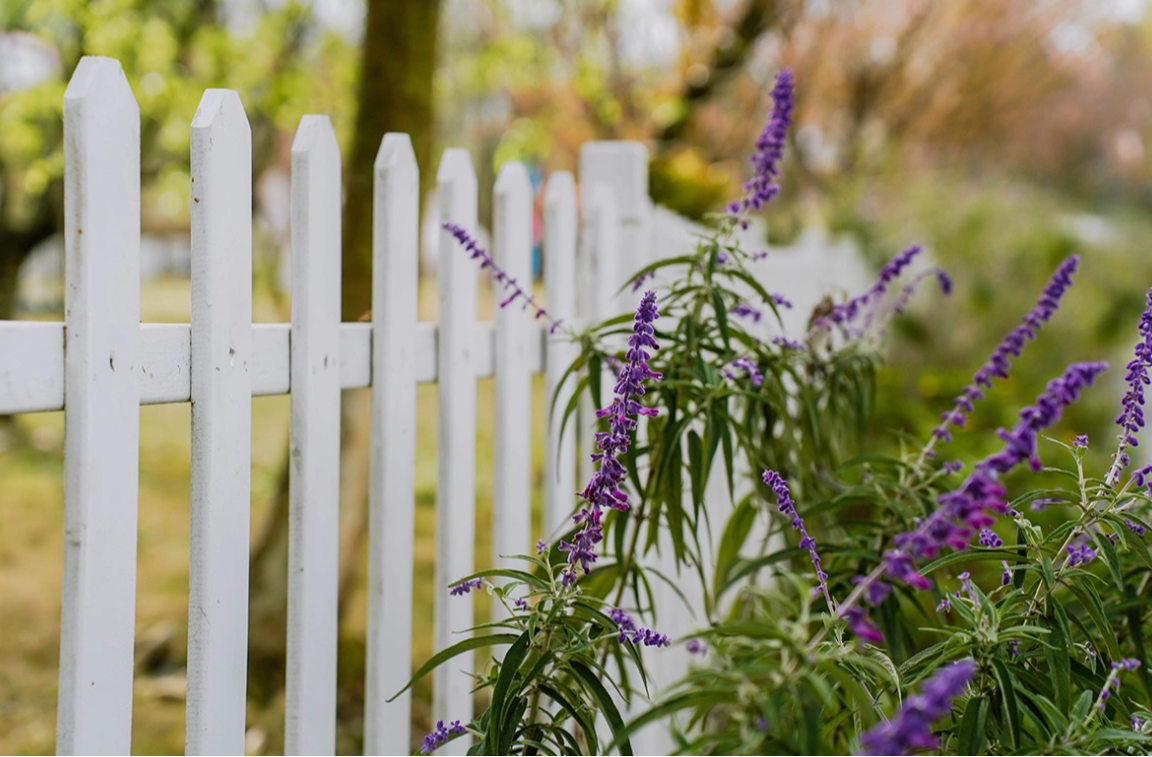 За выращивание шалфея предсказателей можно сесть на восемь лет