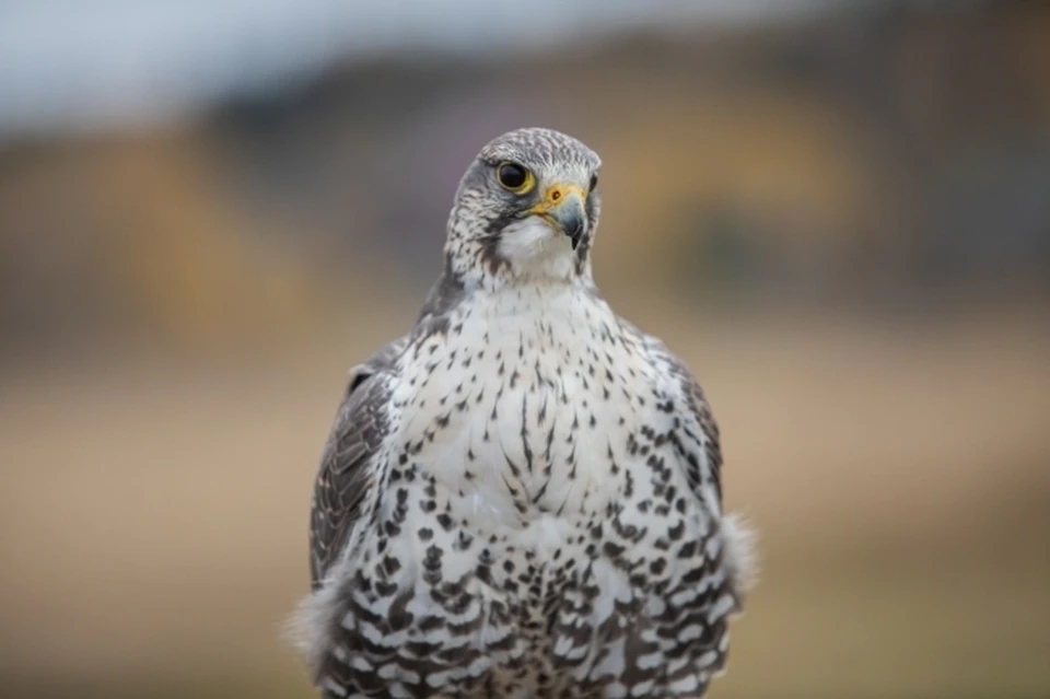 В Татарстане впервые за 50 лет появились птенцы сокола-балобана