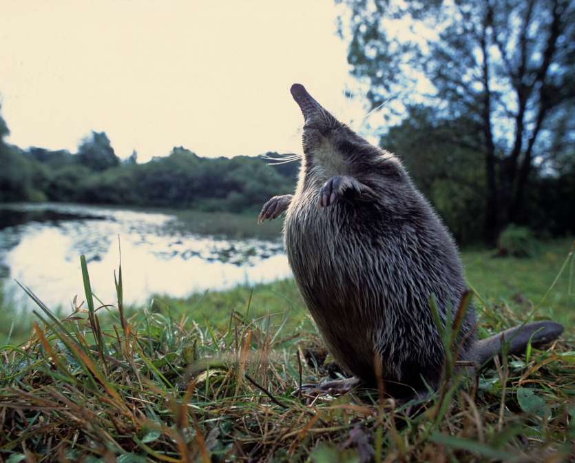 Вымирающая русская выхухоль стала источником вдохновения для поэтов и писателей