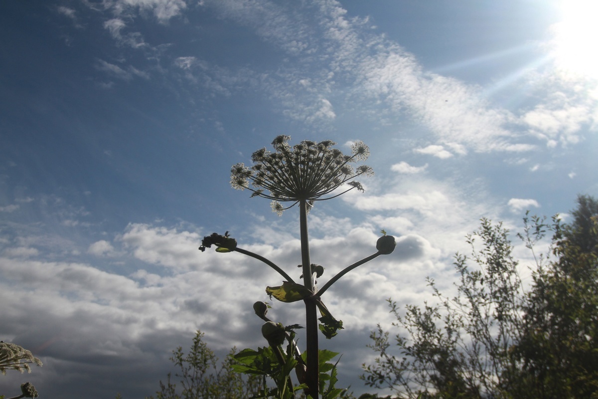 Поиском борщевика на участках в России займется ИИ