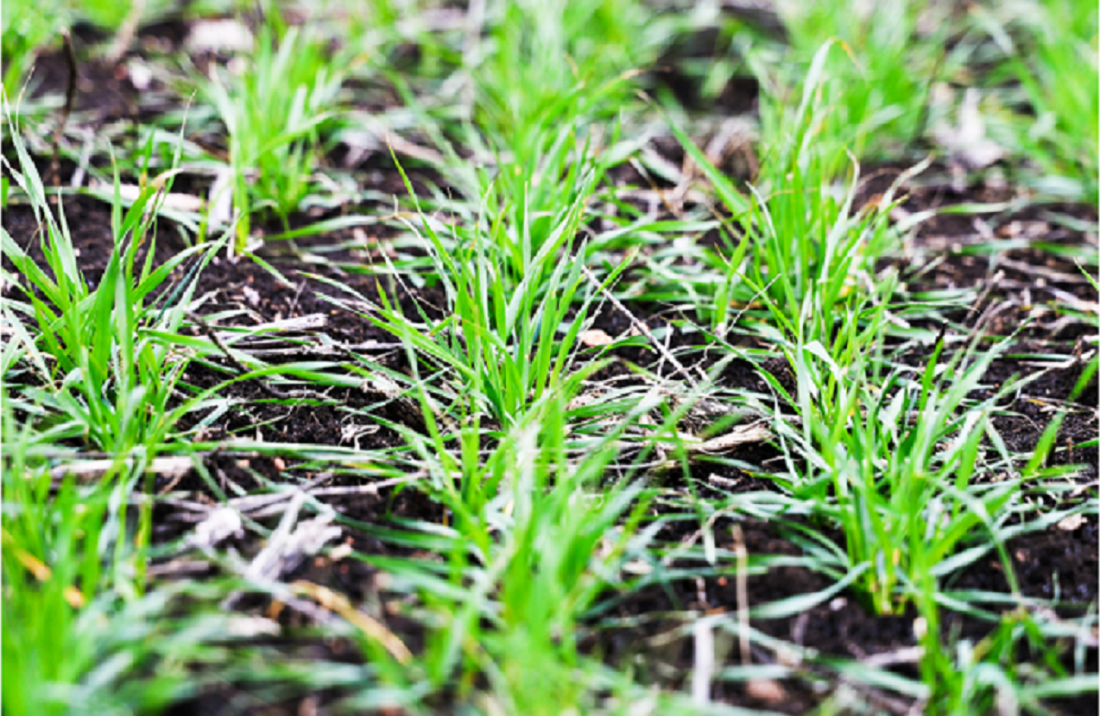 Минсельхоз Татарстана назвал хорошо подготовленные к весенним работам районы