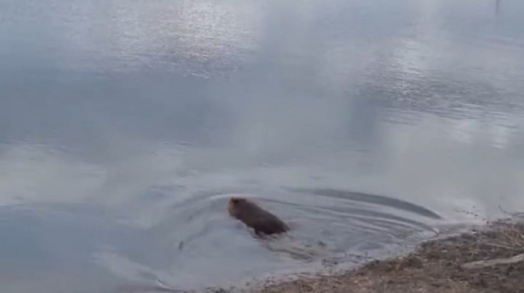Напуганного собакой бобра вернули в родное озеро в Татарстане