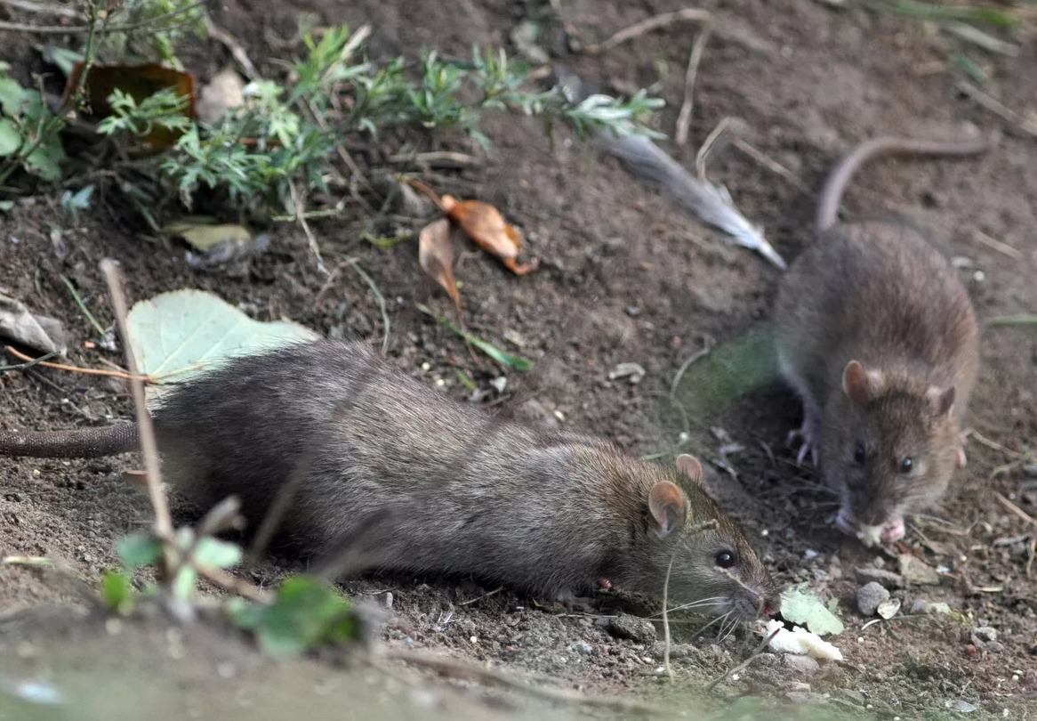На дезинфекцию от клещей и грызунов в Казани потратят почти 15 млн рублей
