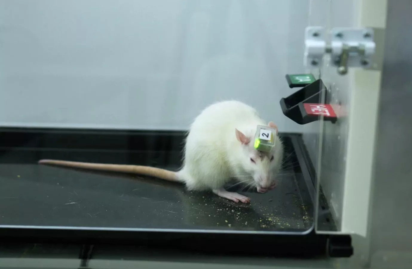 Сколько пойманных в Татарстане грызунов — переносчики инфекций