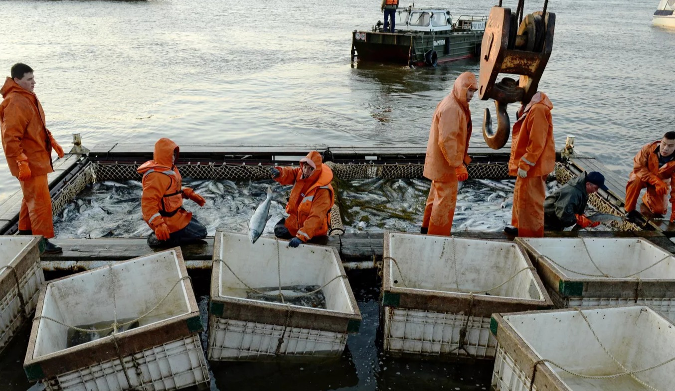 На столах россиян будет меньше лосося