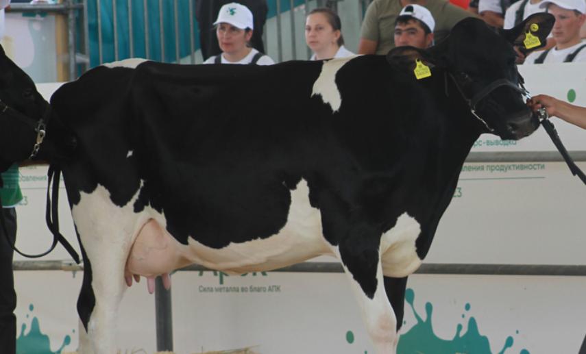 Суд в Татарстане обязал ферму устранить санитарные нарушения