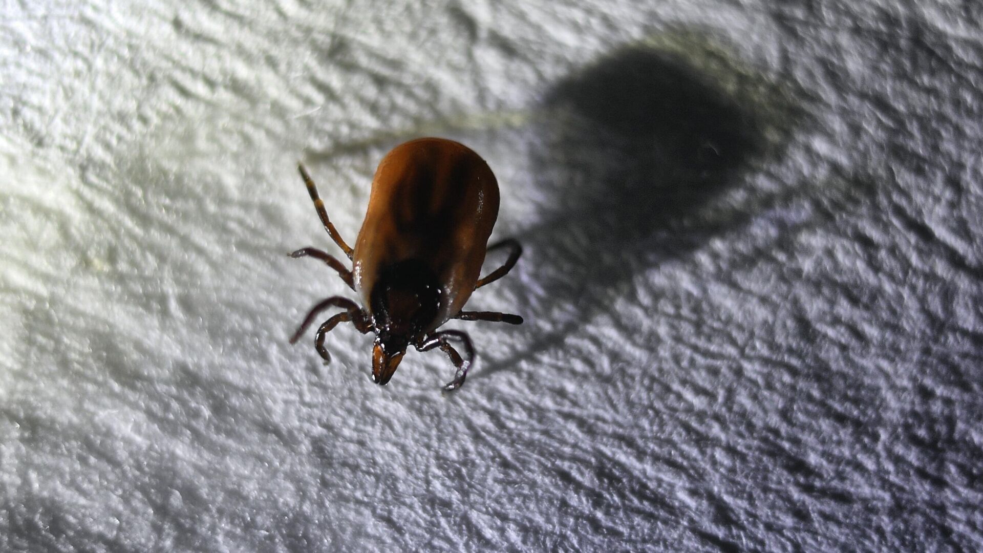 Татарстанцам предлагают страховку от укусов клещей