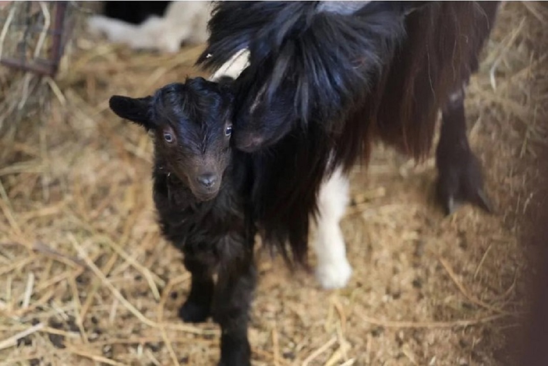 Казанцам предлагают подобрать имена для родившихся в зооботсаду двух козлят