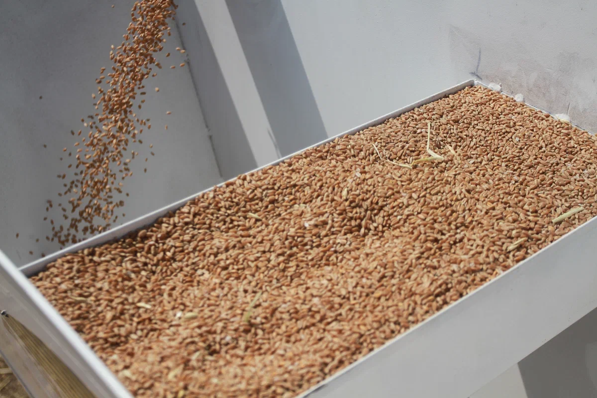 Свыше 100 тысяч тонн зерна из Татарстана отправили в другие регионы России