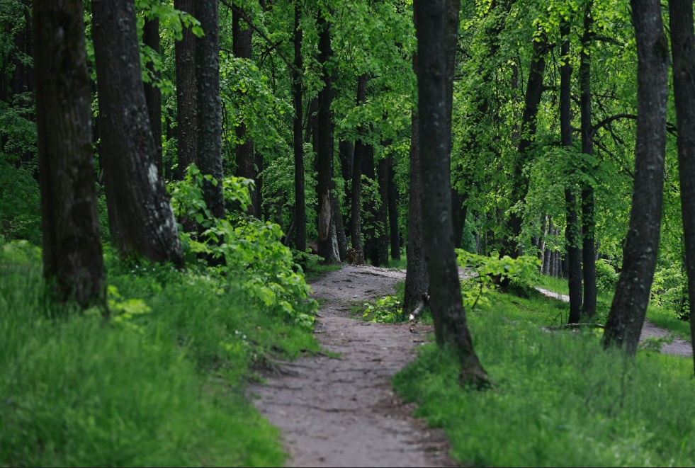 Татарстанцам напомнили о штрафах за нарушение пожарной безопасности в лесах