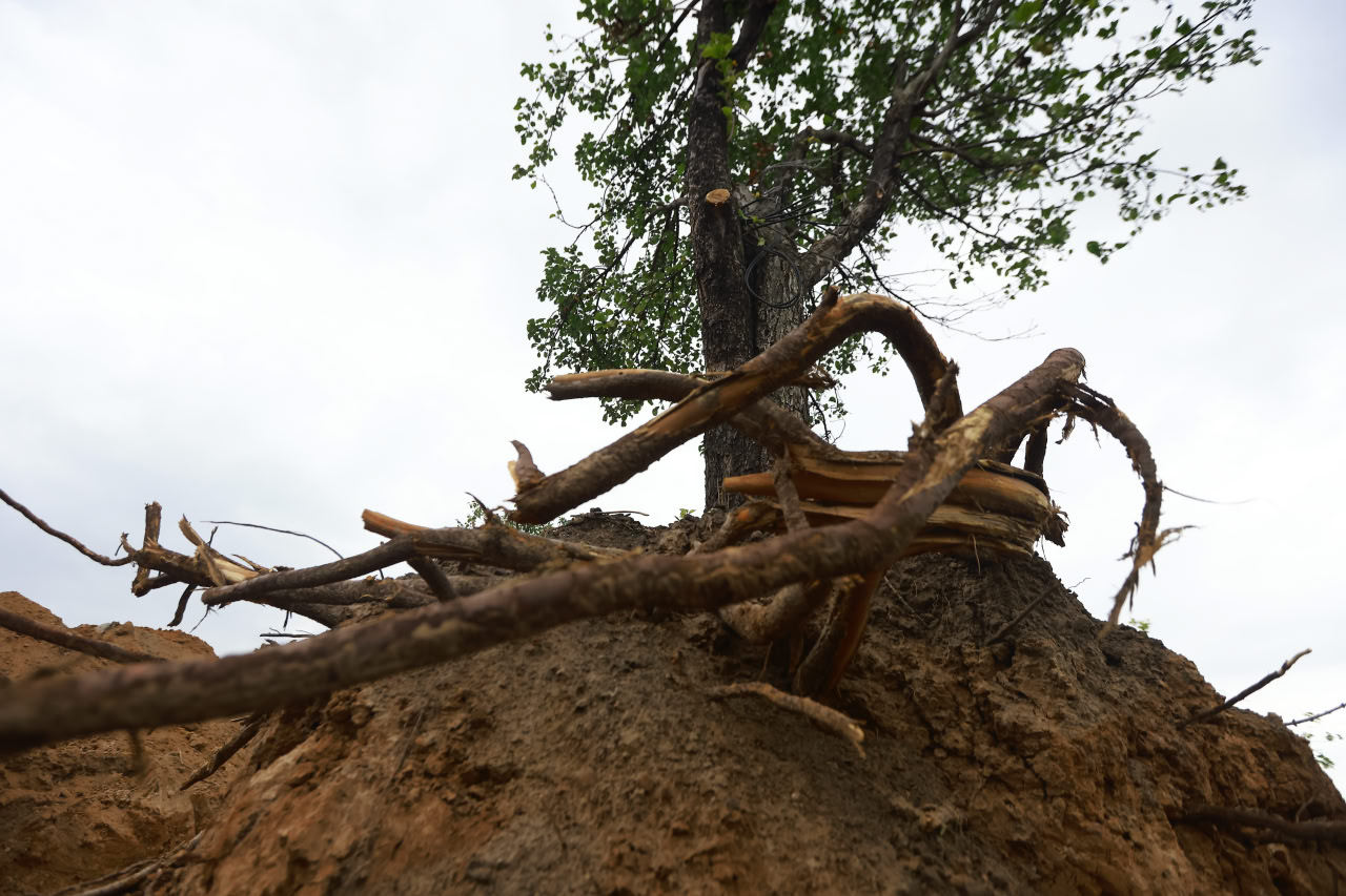 На вырубку аварийных деревьев в посёлке Актюбинский в Татарстане потратят 1 млн