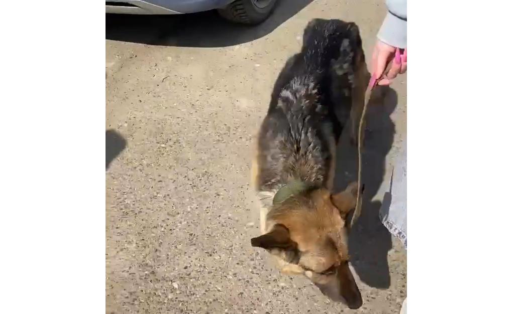 Полиция займется девушкой на авто, переехавшей на АЗС под Казанью овчарку