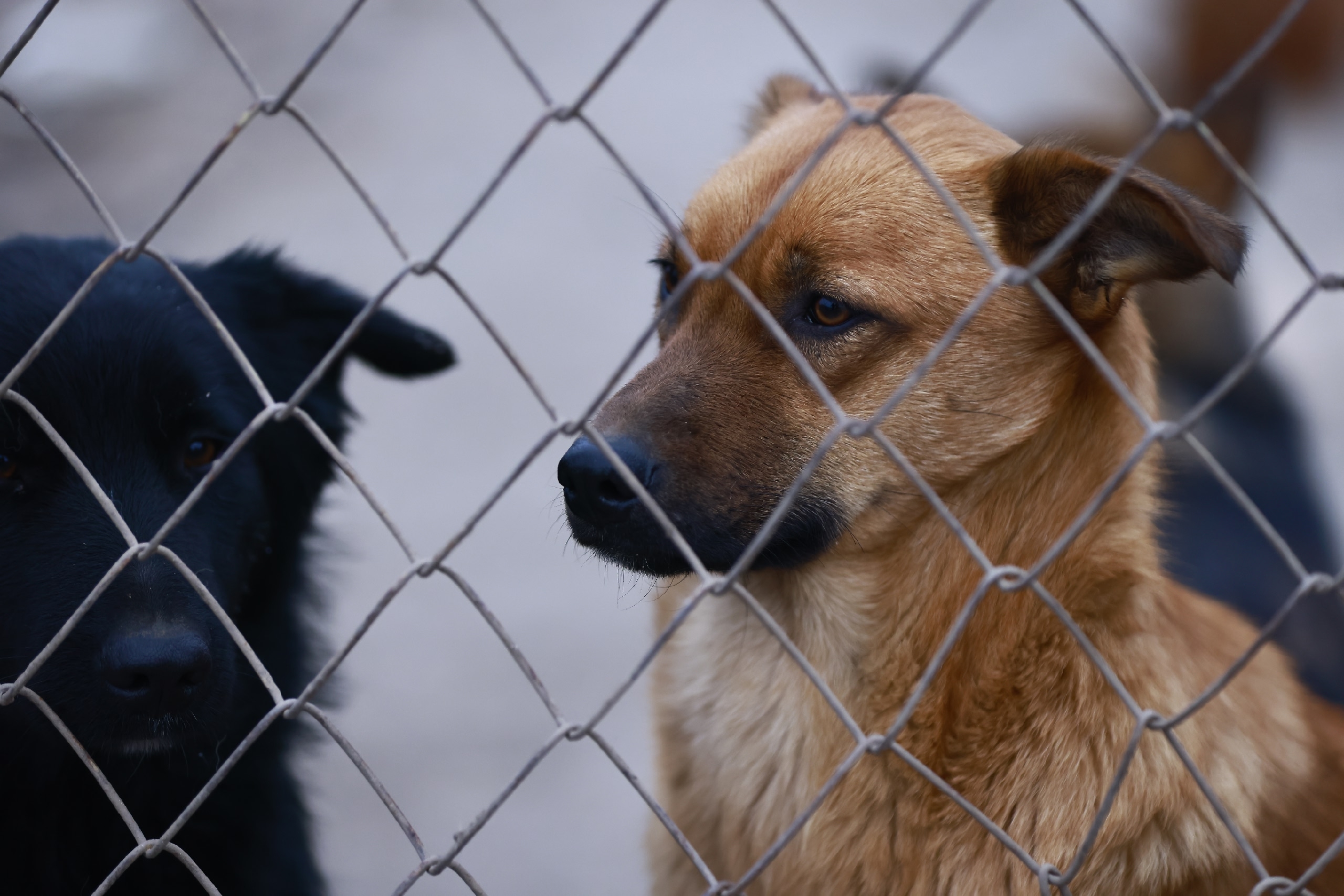 В Госсовете Татарстана подняли вопрос строительства приюта бездомных собак