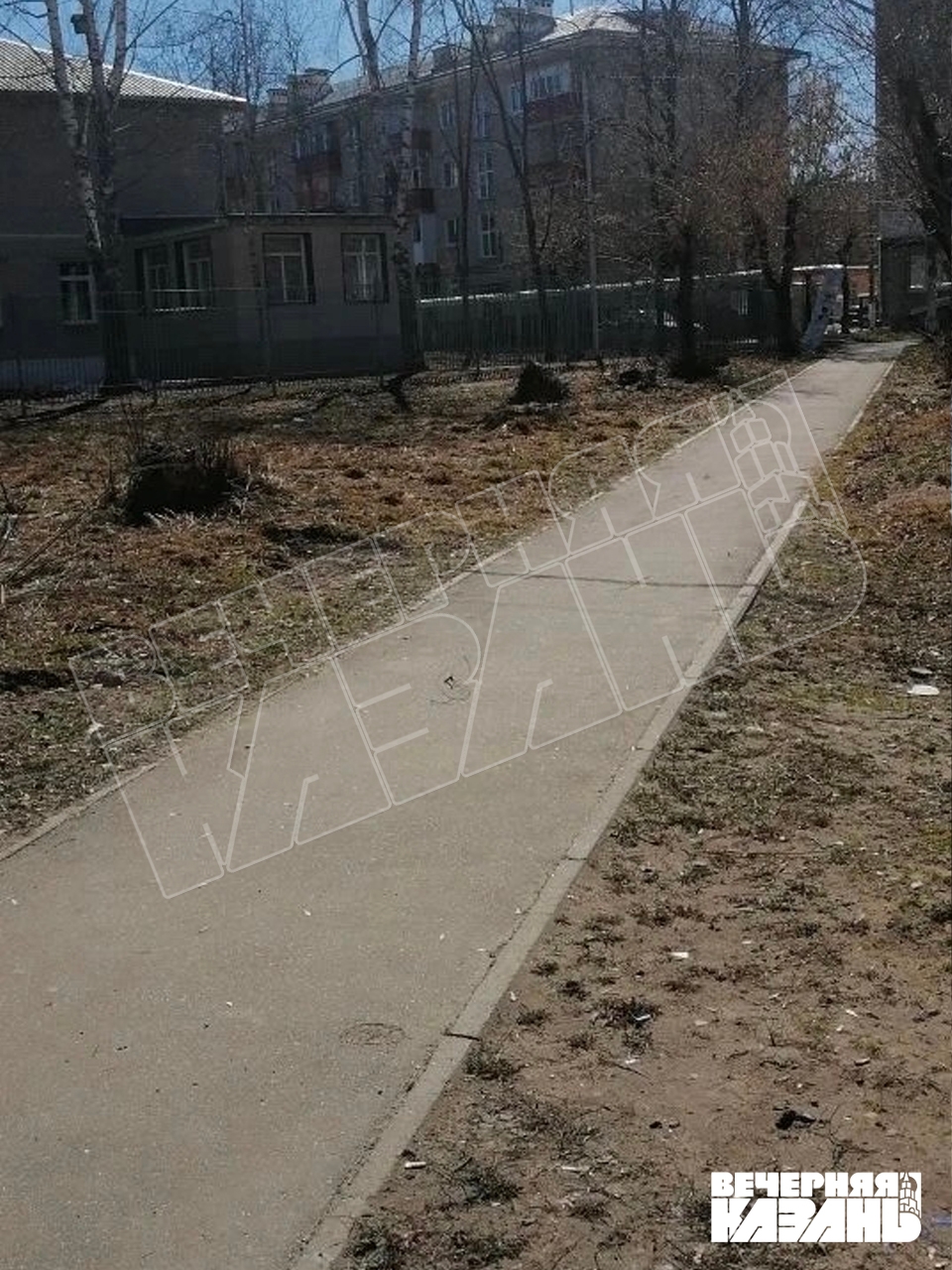 Казанские Дербышки лысеют из-за вырубки американского клена