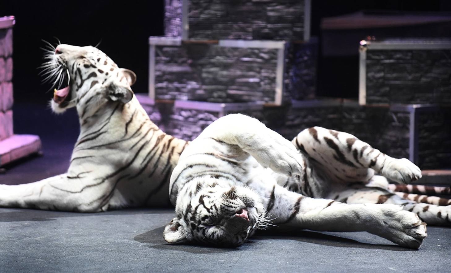 Россиянам раскрыли, что происходит с животными-пенсионерами