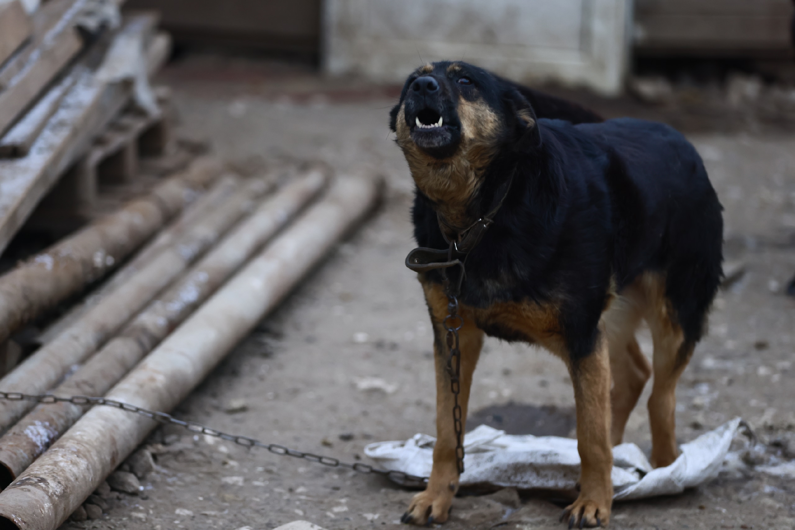 Новый живодер завелся в Татарстане