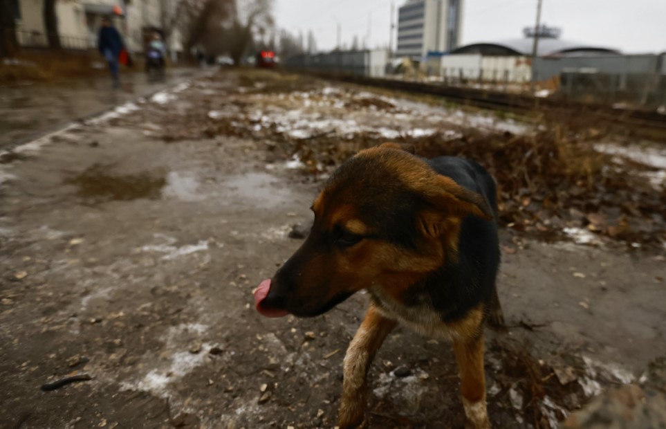 В Татарстане определили основания для умерщвления бездомных животных