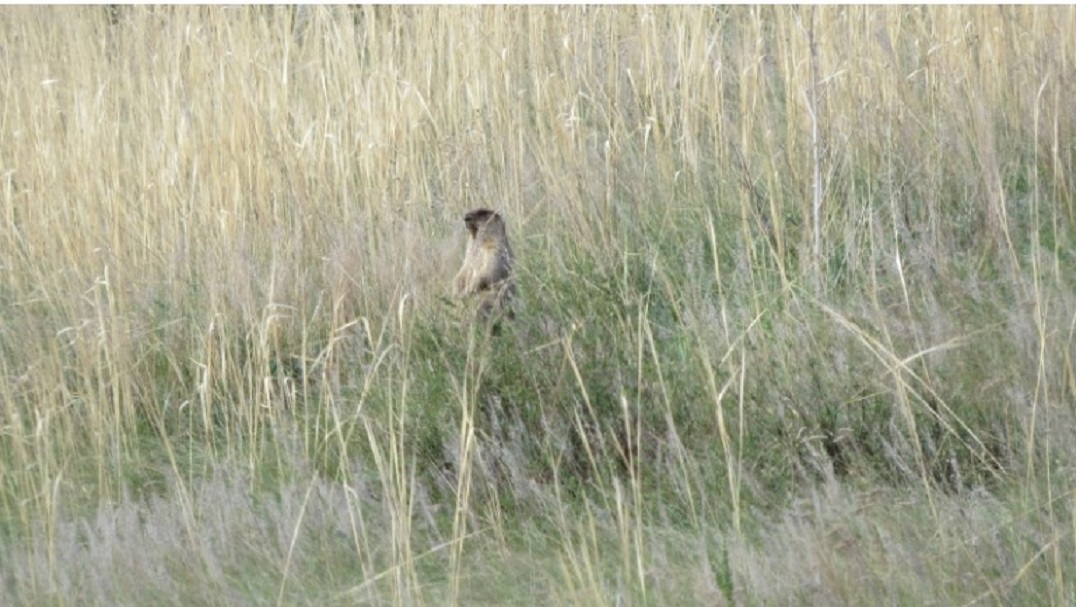 Охотники Татарстана получат разрешения на добычу сурка-байбака по жеребьевке