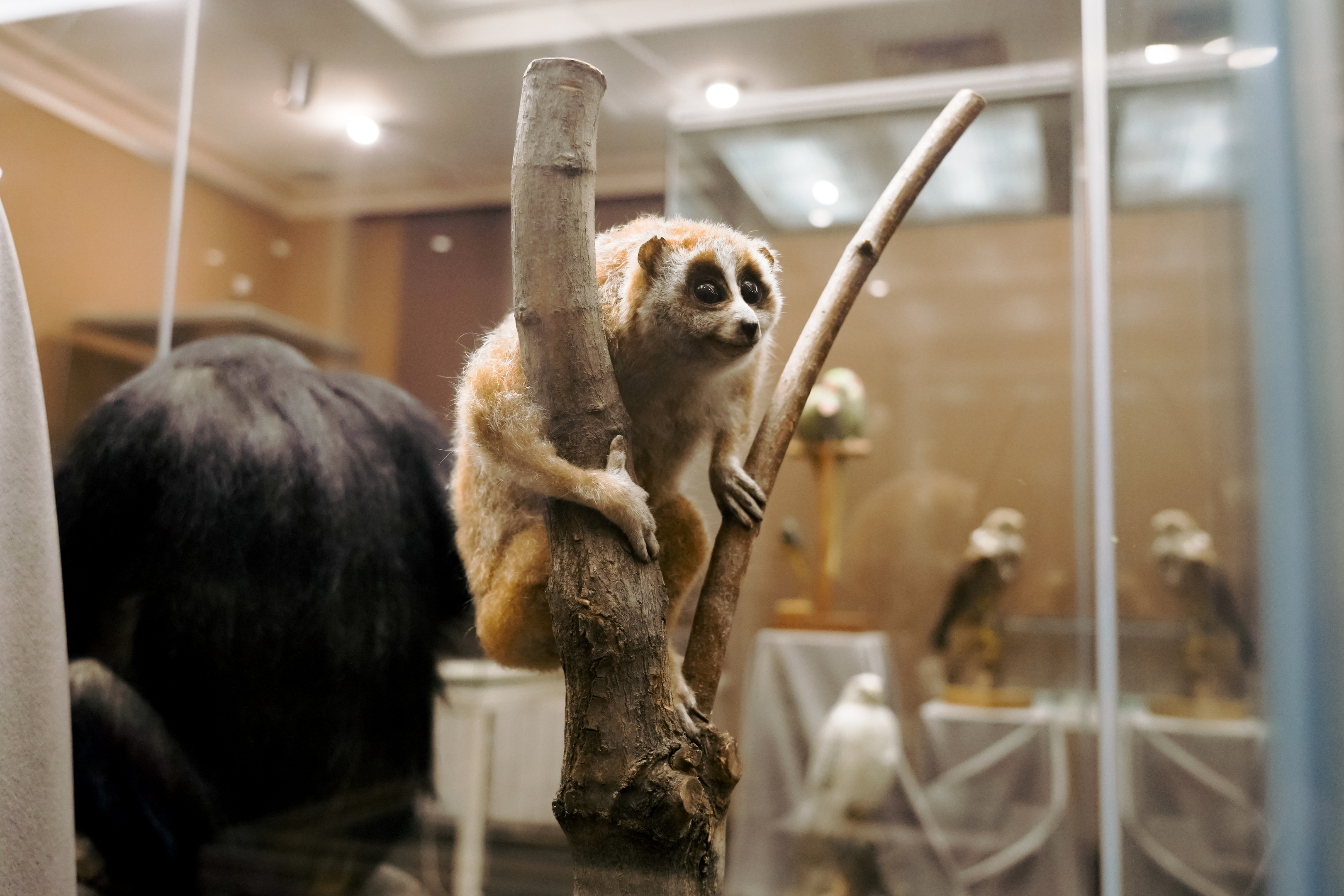 Дарвиновский музей