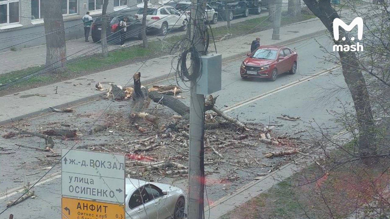 Дерево упало на двух девочек в Самаре: одна погибла