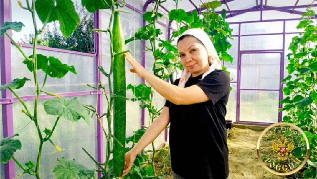 Самый длинный огурец в России вырастили в Татарстане