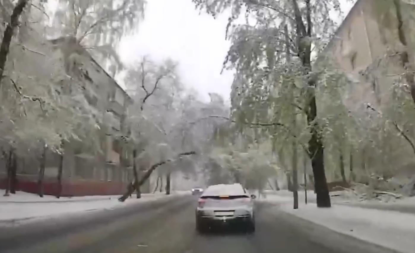 Из-за падения деревьев во время снегопада в Москве пострадали четверо