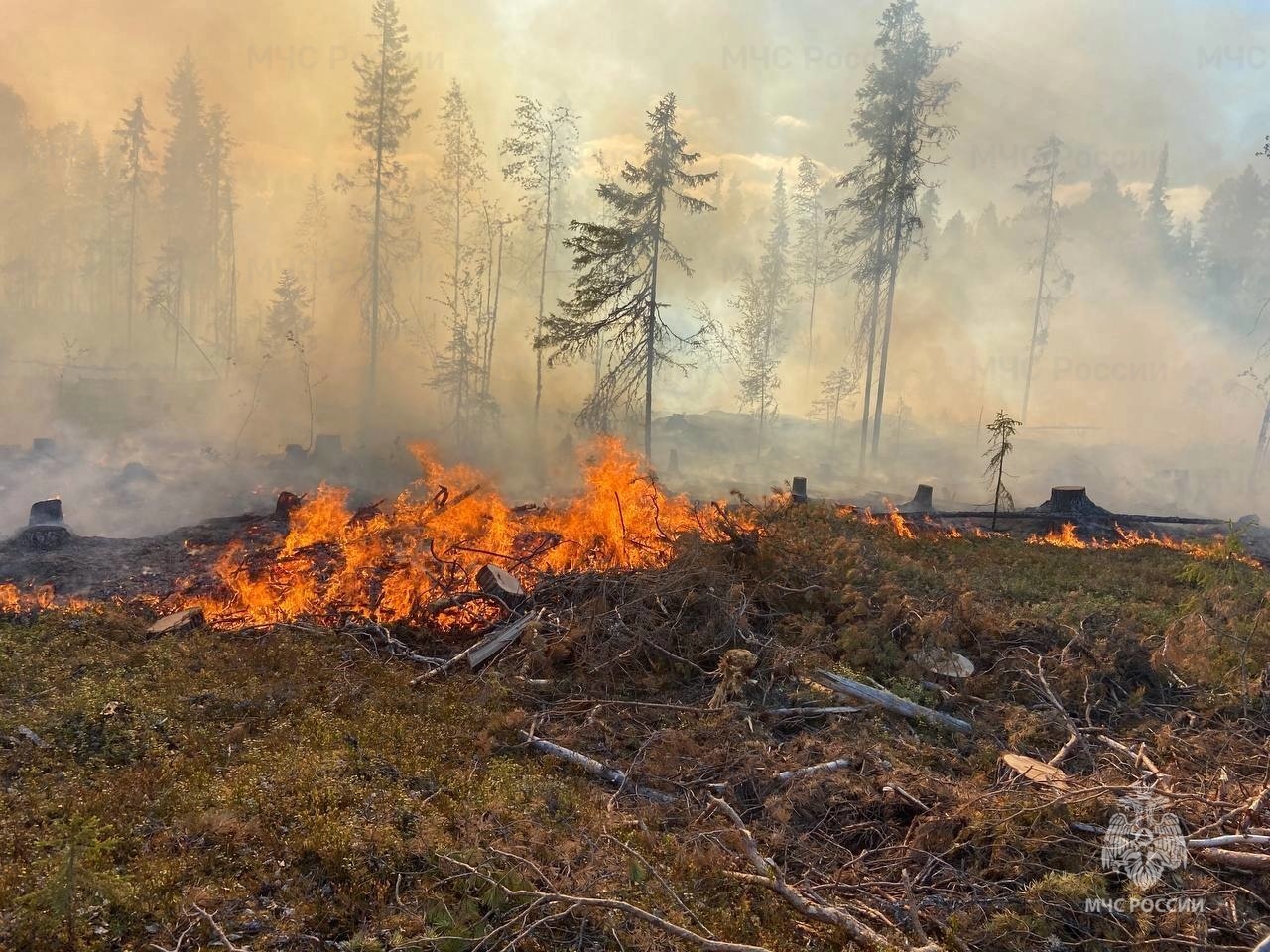 Татарстан не попал в список регионов с высоким риском лесных пожаров в мае