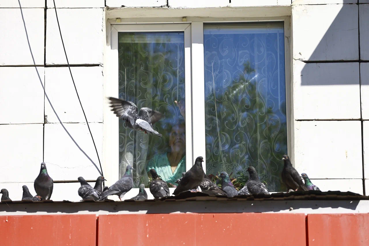 Штраф до 3 тысяч рублей грозит россиянам за кормление голубей у дома