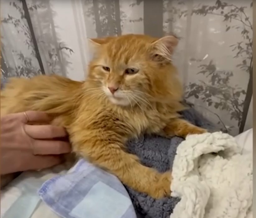 В селе Кощаково под Казанью неизвестный расстреливает кошек из ружья