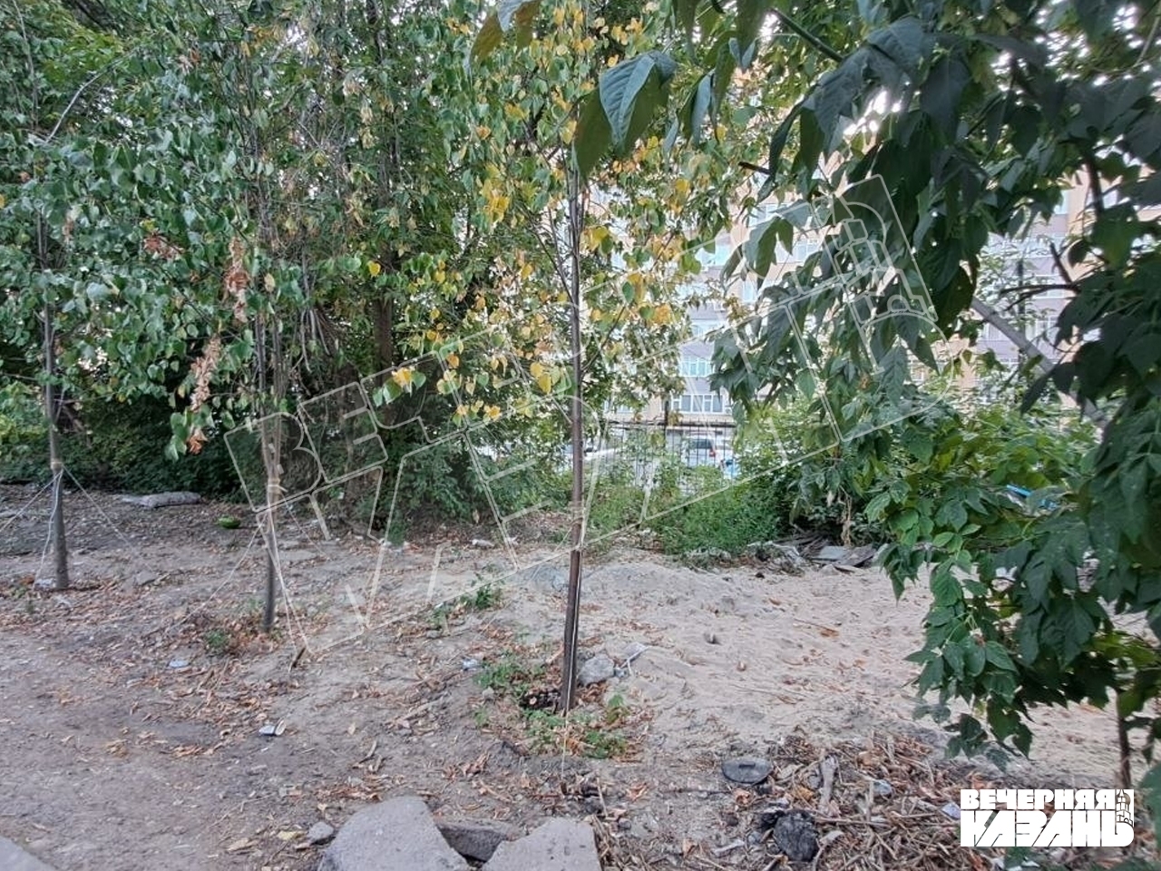 МВД проверит незаконный снос деревьев для стройки ЖК на Заслонова в Казани