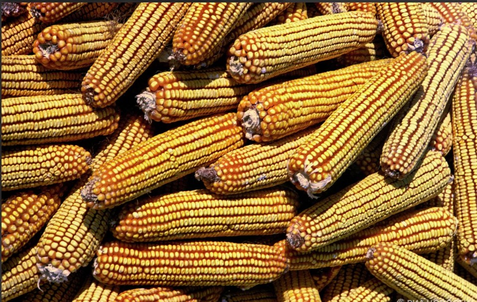 Из-за конфликта США и Ирана цены на продукты питания подскочили до максимальных