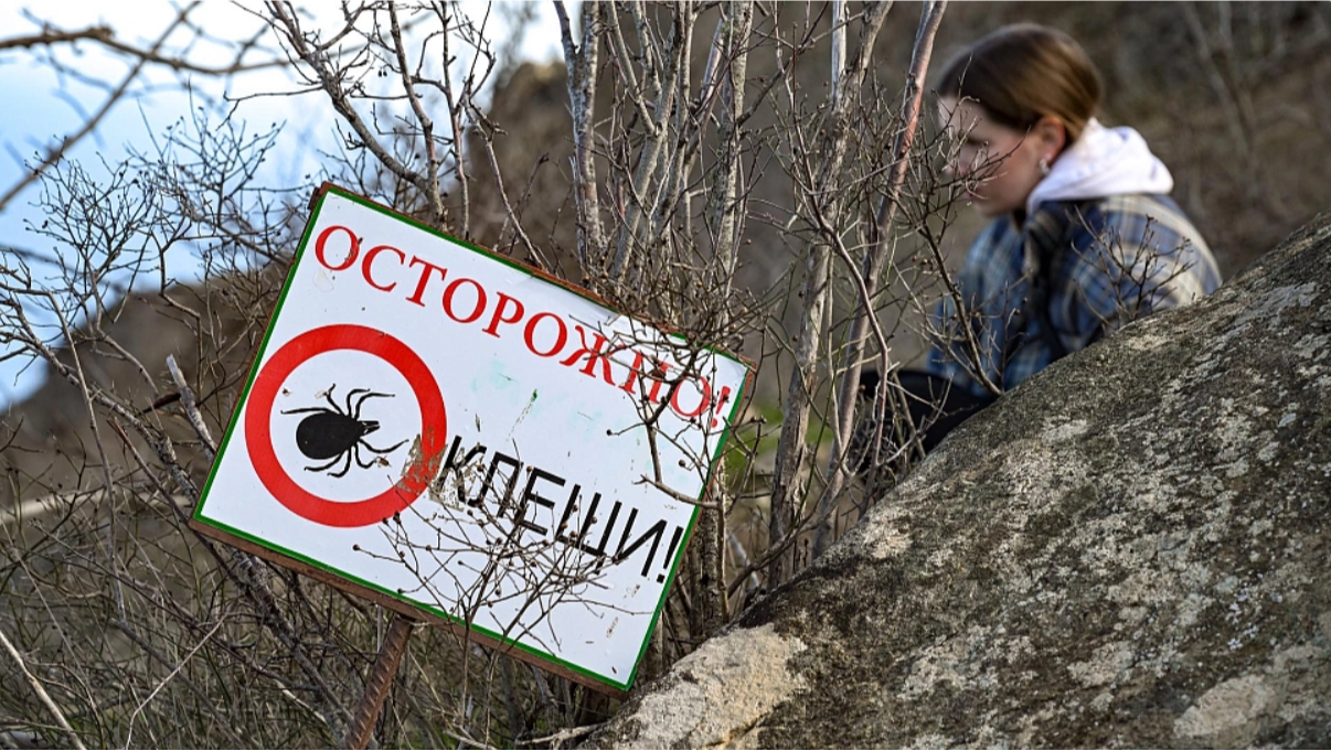 Врач рассказала, как защититься от клещей с помощью скотча и масел