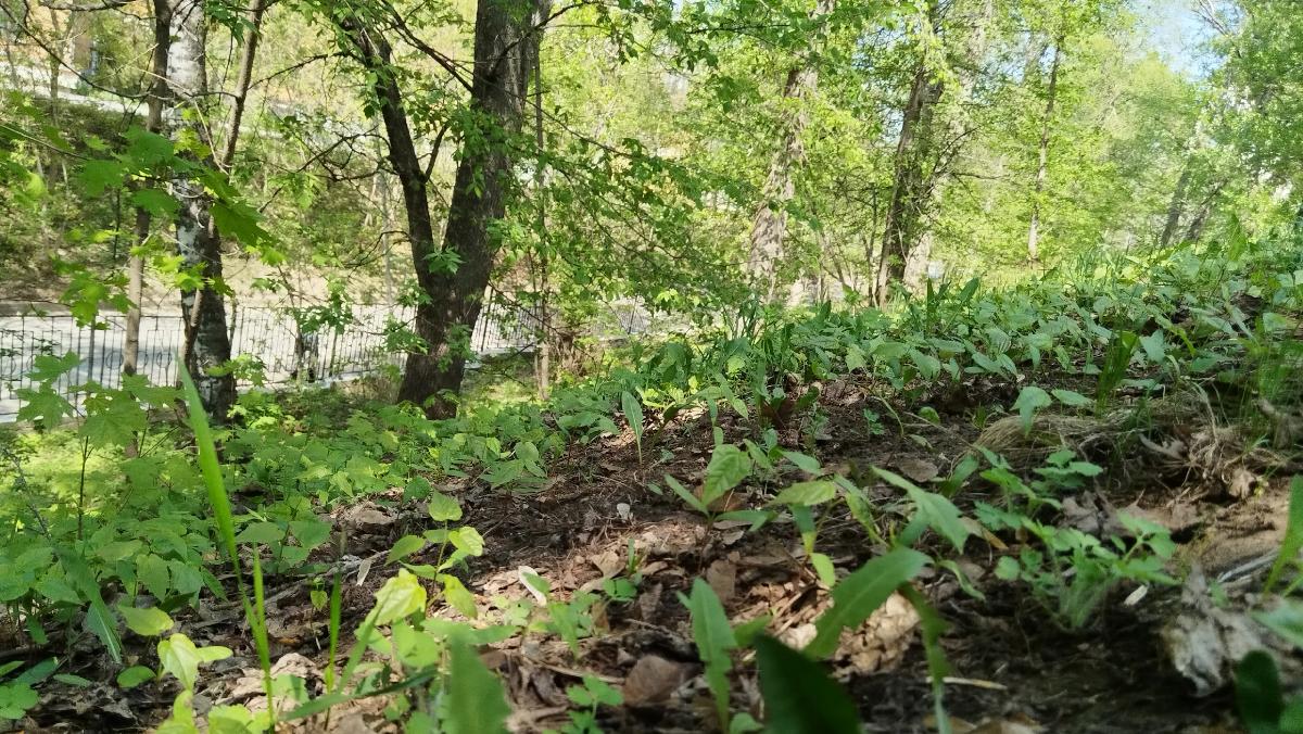 В Татарстане в 105 снятых с людей клещей нашли вирус боррелиоза