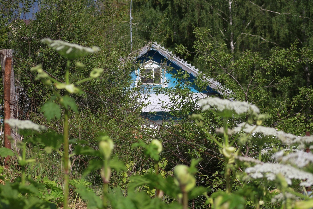 От борщевика в пригороде Казани обработают более 340 гектаров