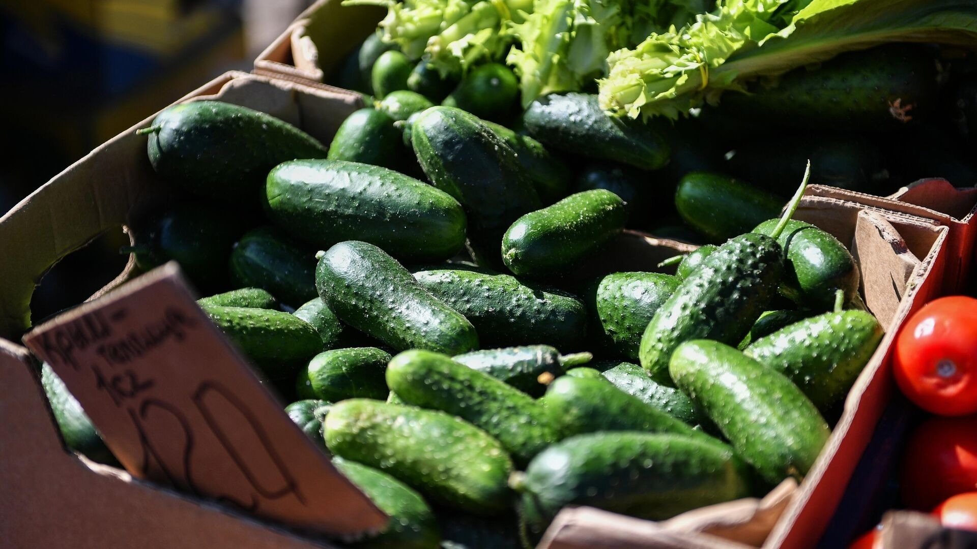 Огурцы стали самым подешевевшим продуктом в России с начала года