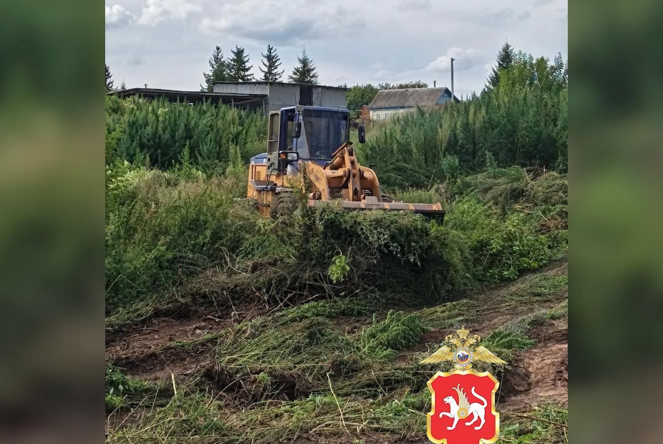Полицейские в Татарстане уничтожили 14 очагов наркосодержащих растений
