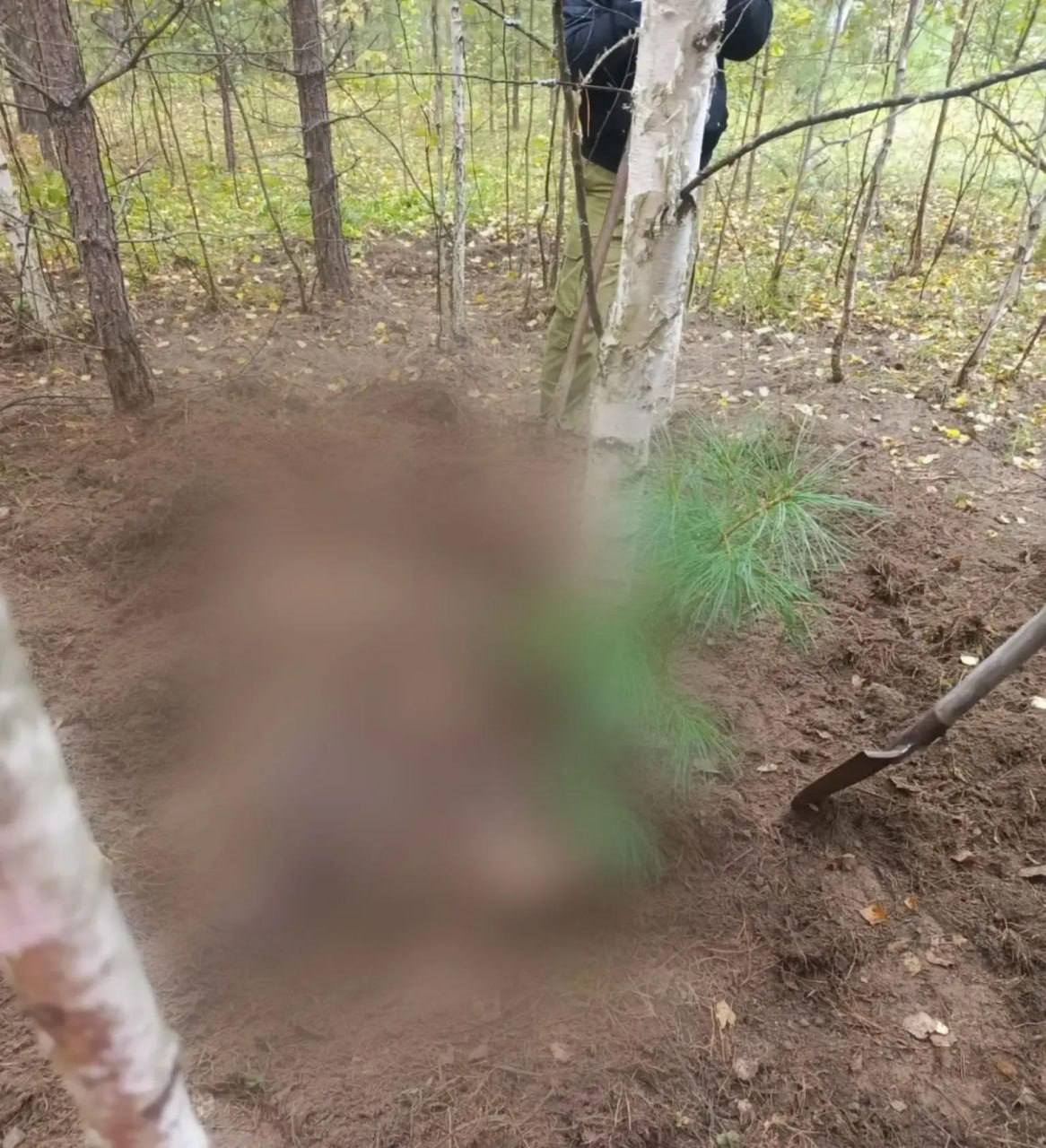 Медведь загрыз двух женщин, ушедших за грибами в Красноярском крае