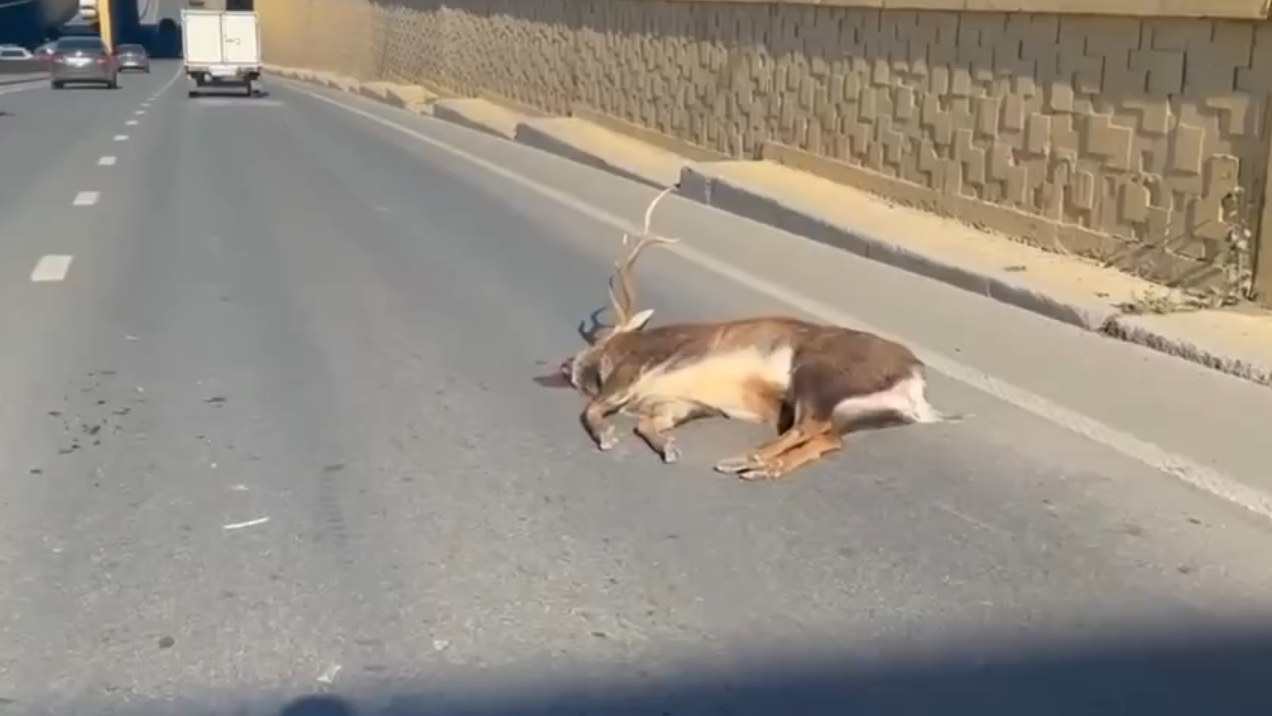 скриншот видео