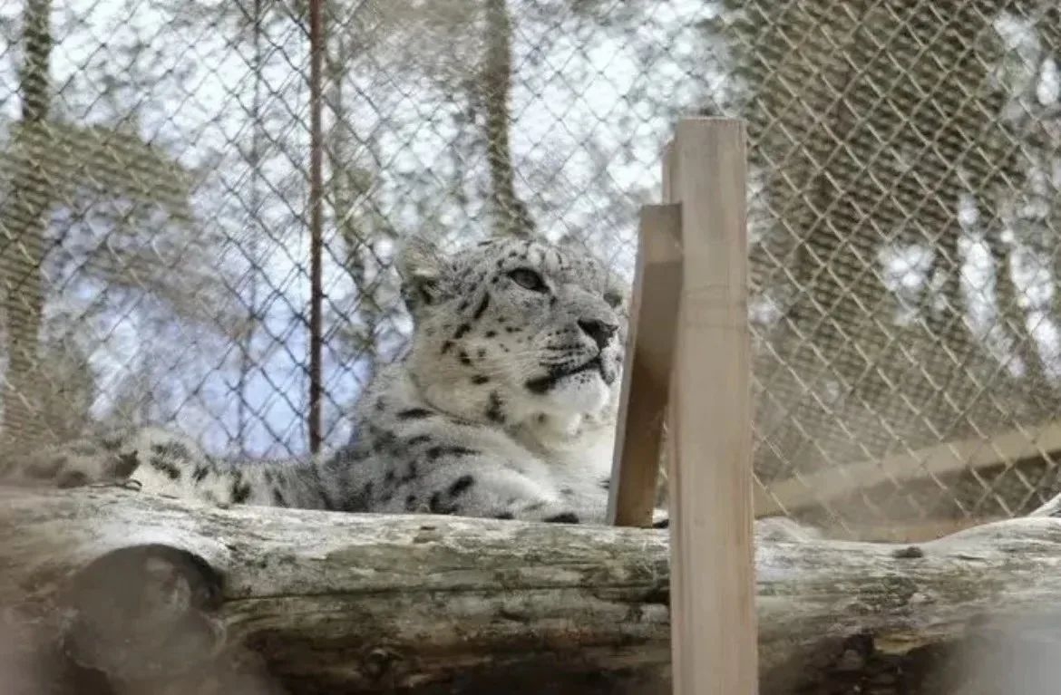 Казанцев приглашают на праздник снежного барса
